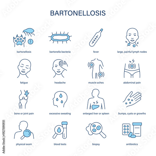 Bartonellosis symptoms, diagnostic and treatment vector icon set
