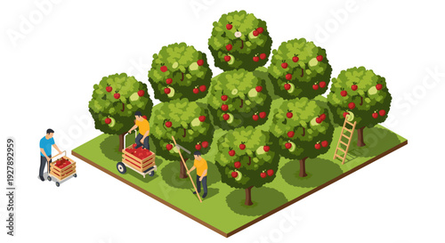 Orchard Gardeners Harvesting Fresh Fruit Trees.