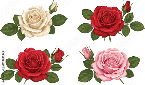 Red pink cream rose illustration set, botanical floral artwork decorative flat vector