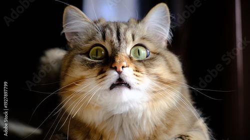 Curious tabby cat, looking at camera, observing. Shocked surprised expression . Meme, fun. Portrait of tabby cat, intensive staring. Mixed breed, siberian cat, norwegian forest cat.