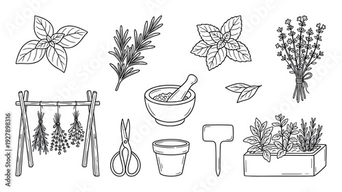Various hand-drawn line art herbs and gardening elements, including fresh sprigs, drying bunches, a mortar, scissors, and potted plants, are depicted in a clean, illustrative style