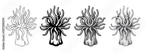 Four distinct black and white sea anemone illustrations showcase various artistic rendering techniques: outline, solid fill, engraving, and stippling, rendered with scientific detail