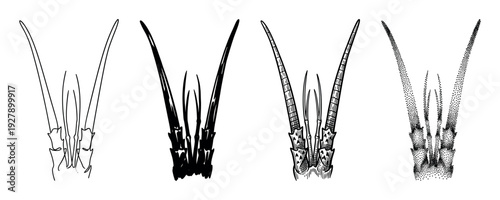Set of four stylized botanical illustrations depicting elongated plant-like structures with varying artistic techniques, presented in a clean, illustrative style