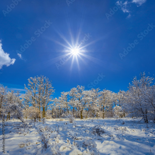forest in a snow under a blue cloudy sky at the sunny day, winter  outdoor landscape