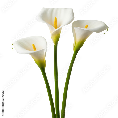 Three elegant white calla lilies featuring creamy yellow spadix and green stems, isolated on a transparent background with soft diffused lighting, concept of serene purity and elegance