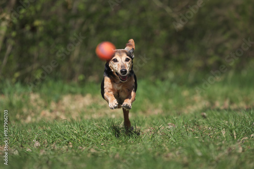 Canvas Print old small dachshund terrier type dog running after a red ball on a field in a fo