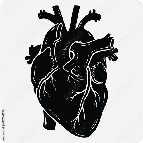 Anatomical illustration of a human heart