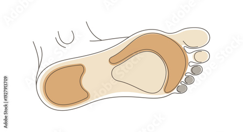 Foot Anatomy Illustration.