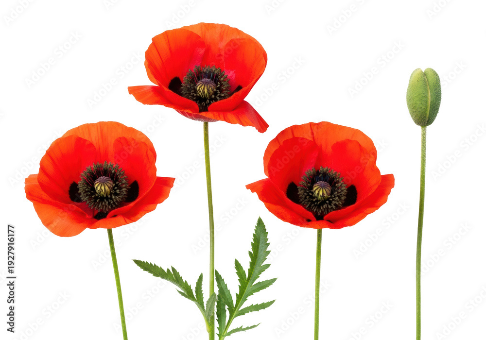 Obraz premium three vibrant scarlet poppy flowers (papaver rhoeas) and a closed green bud, macro flat lay on a transparent background with ample copy space, concept of elegant simplicity