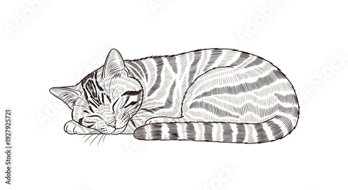 A beautifully detailed, hand-drawn sketch of a sleeping tabby cat curled up, created in a classic vintage engraving style.