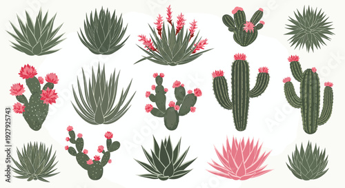 A large and diverse collection of various types of cacti and succulents, some with pink flowers, illustrated in a textured style.