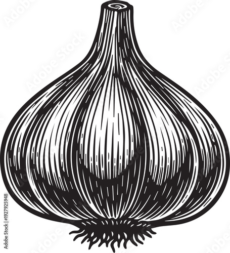 Organic Garlic Bulb Silhouettes with Small Root Tips and Pointed Stem