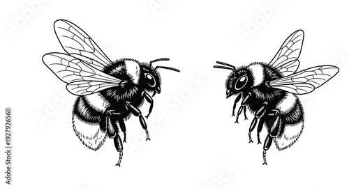 Two fluffy bumblebees illustrated in a detailed black and white vintage engraving style, captured in mid-flight on white.
