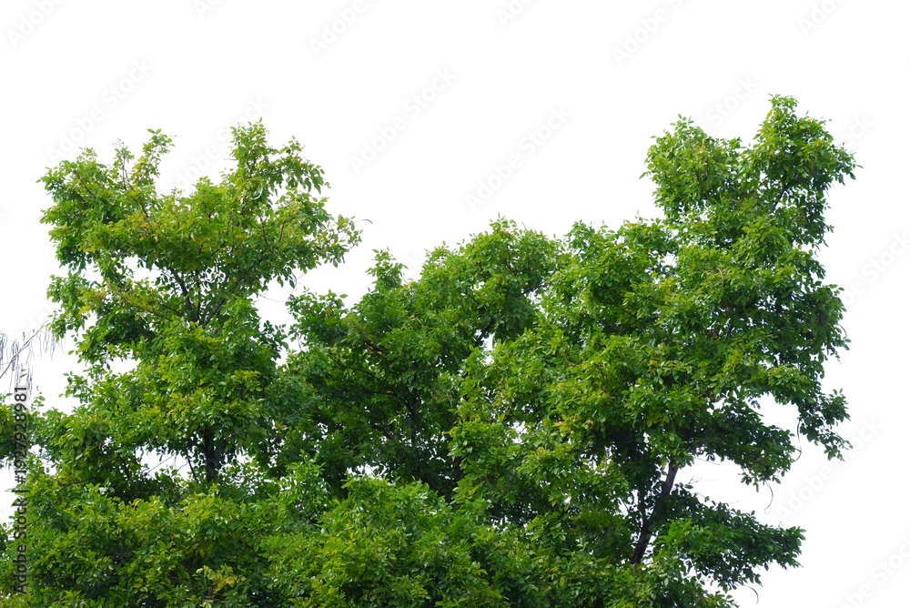 Fototapeta premium A tropical tree with leaves branches on white isolated background for green foliage backdrop
