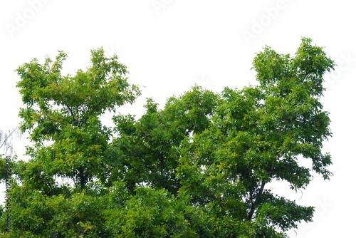 A tropical tree with leaves branches on white isolated background for green foliage backdrop