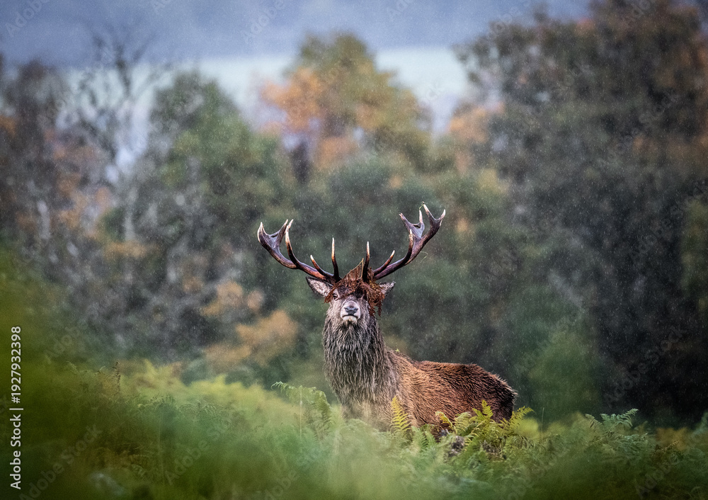 Fototapeta premium A majestic red deer stag stands tall in the rain, its impressive antlers silhouetted against a blurred forest background. The stag appears alert and stoic, a powerful symbol of nature's resilience.