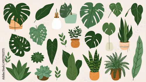 Colorful Top View Houseplant Vector Set – Monstera, Philodendron, Snake Plant, Fern and 