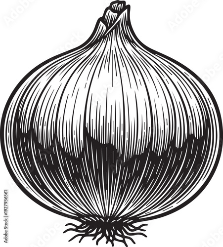 Plump Organic Red Onion Silhouettes with Papery Root Tail