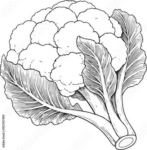 Cauliflower Vegetable Hand-drawn Sketch Drawing Vector Illustration, Line Linear Symbol Black and White Engraving, Isolated