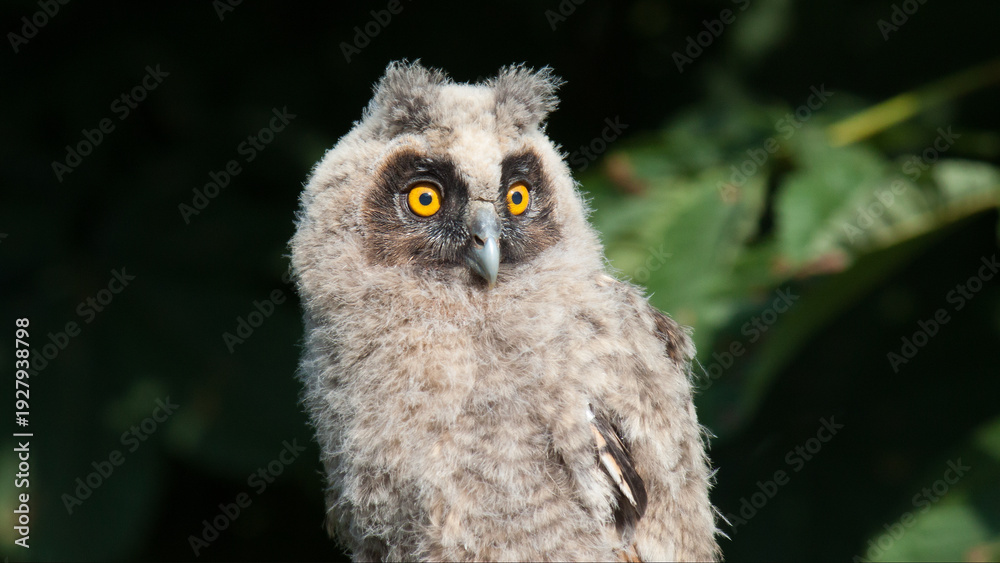 Obraz premium great grey owl