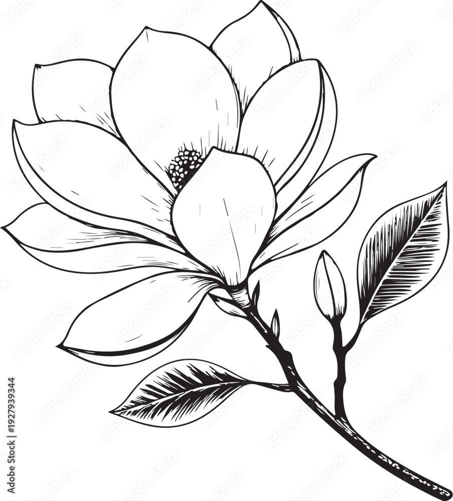Obraz premium Magnolia Hand-drawn Sketch Drawing Vector Illustration, Line Linear Symbol Black and White Engraving, Isolated