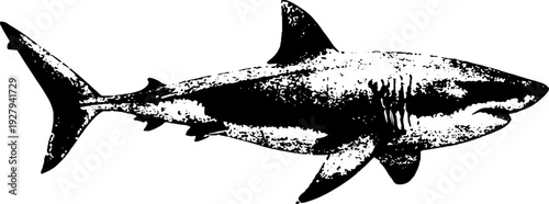 High contrast black and white shark illustration - minimalist ocean theme design