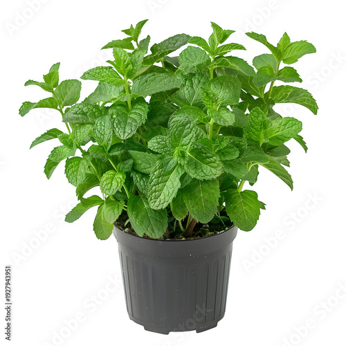 potted mint plant lush green isolated on pure white background 