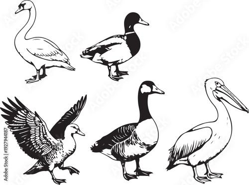 water bird silhouette group swan duck goose pelican