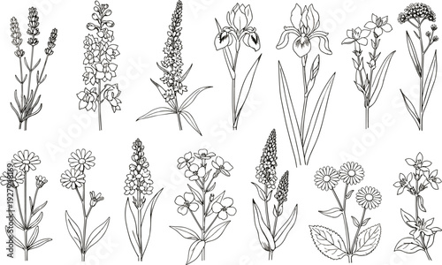 Hand drawn botanical wildflower sketches set, black ink line art of lavender iris and daisy, floral vector illustrations on white background.