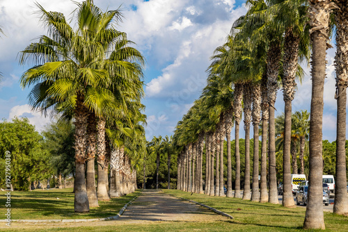 Beautiful palm tree alley in a sunny city park. Scenic pedestrian path with tall exotic trees under a cloudy sky in Antalya province, Turkey. Mediterranean landscape in Side during autumn.