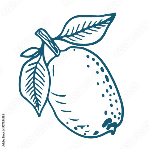 Hand drawn sketch illustration of  a dogwood berry Vintage mediterranian blue style.