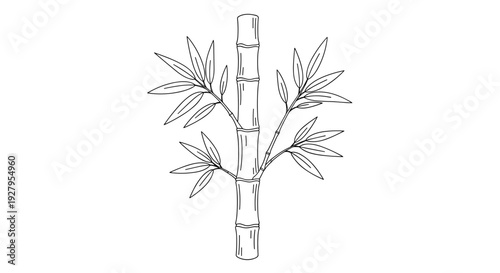 Bamboo Plant Stem with Leaves.