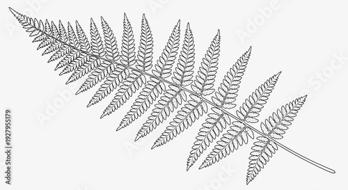 Black and White Fern Leaves Illustration.