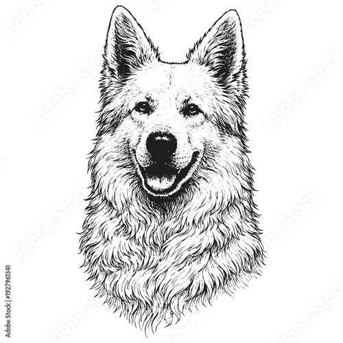 White Swiss Shepherd Dog Sketch Vector Illustration – Realistic Line Art Portrait