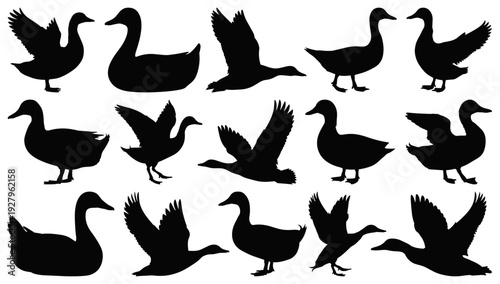 Duck and Waterfowl Silhouettes Set in Various Poses on Transparent Background