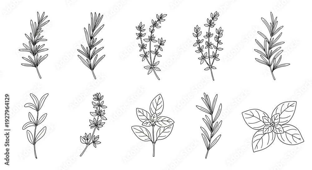 Obraz premium Botanical Herb Collection – Hand Drawn Medicinal and Culinary Plants Line Art Set