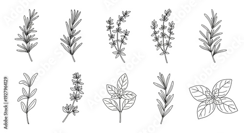 Botanical Herb Collection – Hand Drawn Medicinal and Culinary Plants Line Art Set