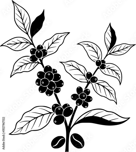 Set of Minimalist black coffee plant with berries and beans silhouette vector icon

