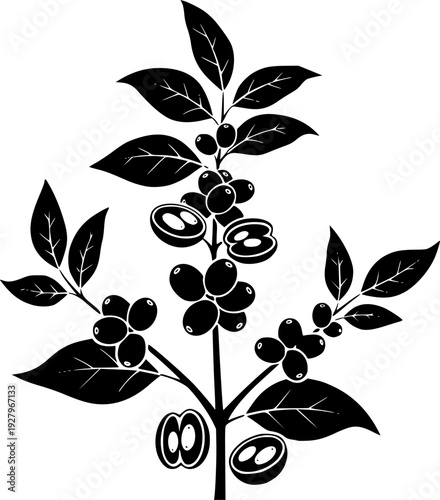 Set of Minimalist black coffee plant with berries and beans silhouette vector icon
