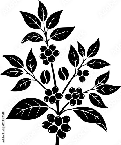 Set of Minimalist black coffee plant with berries and beans silhouette vector icon
