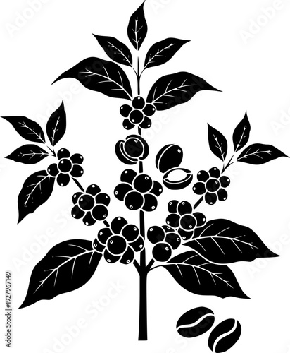 Set of Minimalist black coffee plant with berries and beans silhouette vector icon
