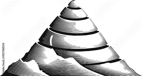 Black and white engraved illustration of a spiral seashell with textured shading and intricate line work