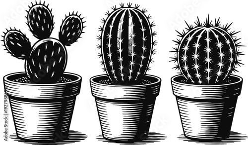Black and white graphic illustration of three different cactus plants in small flower pots
