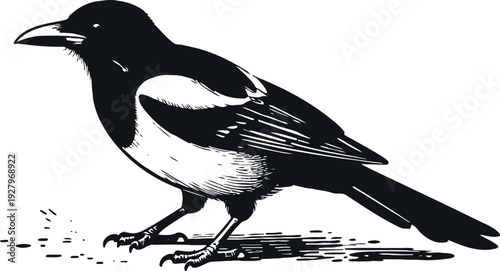 Black and white magpie perched on ground eating seeds vector ink bird illustration with detailed feathers and long tail