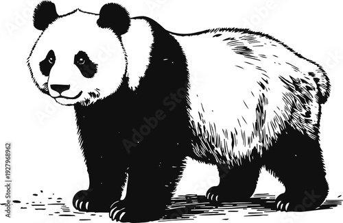 Illustration of a panda bear standing, black and white mammal, wildlife drawing of giant bear