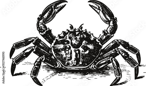 Detailed black and white illustration of a crab with raised claws, marine animal art, ocean wildlife drawing