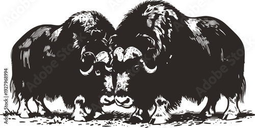 Two musk oxen butting heads in a dynamic black and white detailed sketch illustration