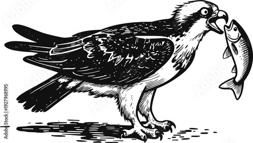 Osprey bird holding a fish in its beak standing on the ground detailed black and white engraving illustration