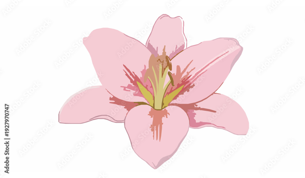 Obraz premium Pink lily flower watercolor illustration isolated on white background