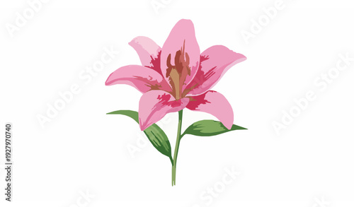 Watercolor pink lily flower clipart isolated on white background